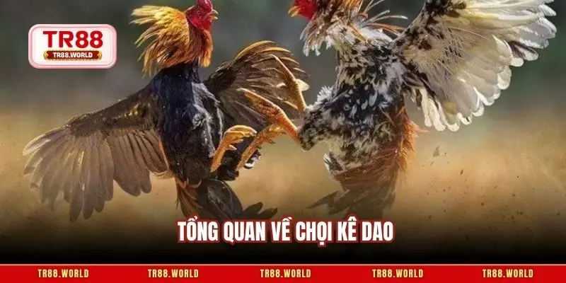  Tổng quan về chọi kê dao